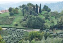 Via dell’olio ad Asolo con la passeggiata tra gli ulivi Asolo Camminata tra gli olivi degustazione Città dell'Olio