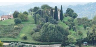 Via dell’olio ad Asolo con la passeggiata tra gli ulivi Asolo Camminata tra gli olivi degustazione Città dell'Olio