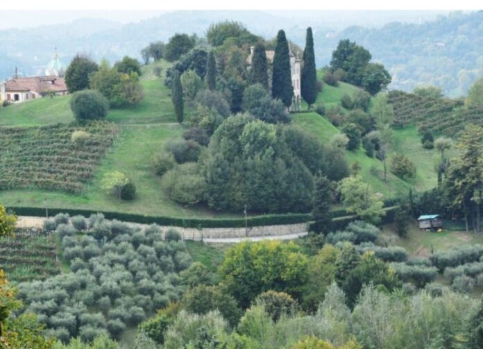 Asolo Camminata tra gli olivi degustazione Città dell'Olio Asolo Camminata tra gli olivi degustazione Città dell'Olio