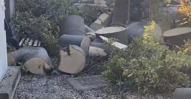 Bagolaro di Santa Marta, perché è stato abbattuto - Notizie Plus Bagolaro di Santa Marta, perché è stato abbattuto - Notizie Plus